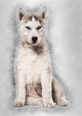Husky dog 2 months old sit