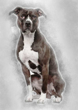 American Pit Bull Terrier