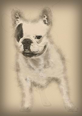 French Bulldog 6 years old