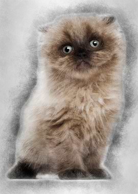 Portrait of Highland fold