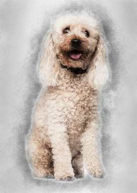 Poodle 13 years old sittin