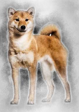 Shiba Inu standing against