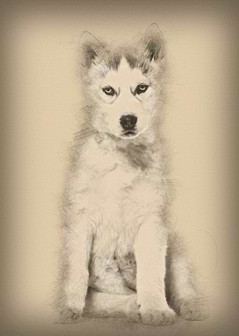 Husky dog 2 months old sit