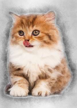 British Longhair kitten 2