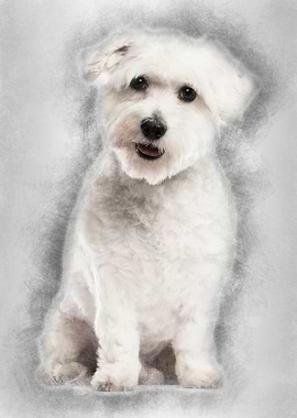 Coton de Tulear 22 months
