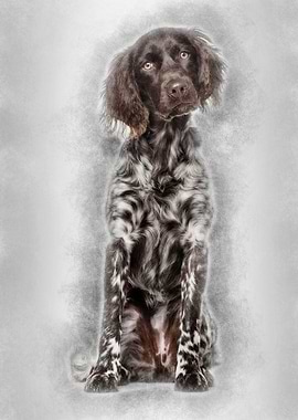 Munsterlander dog 9 month