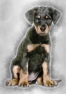 Mixedbreed dog 2 months o