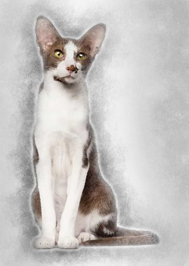 Oriental Shorthair sitting