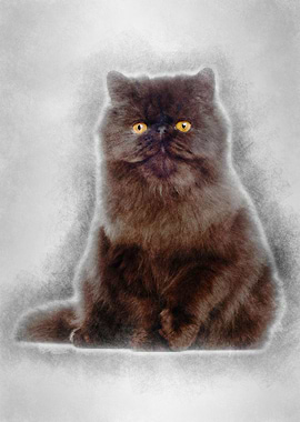 Portrait of Persian cat 7