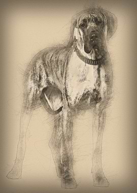 Great Dane 10 months old s