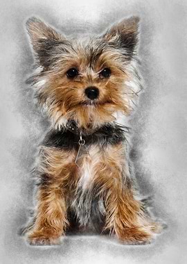 Yorkshire terrier puppy si