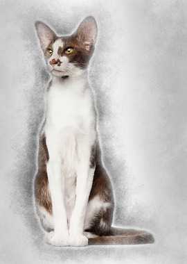 Oriental Shorthair sitting