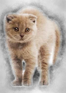 Portrait of Scottish Fold