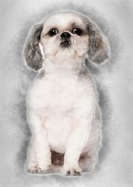 Shih Tzu 2 and a half year