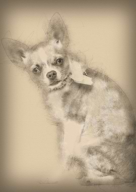 Chihuahua 7 months old wea