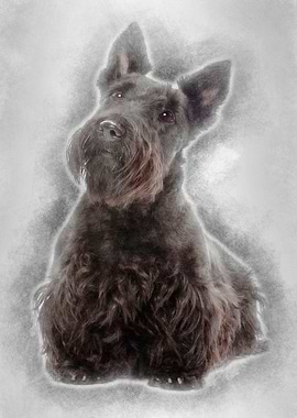 Scottish Terrier 20 months