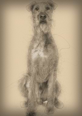 Irish Yerrier dog 3 years