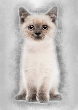 Portrait of British Shorth