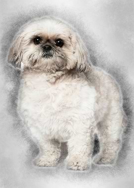 Shih Tzu 3 and a half year