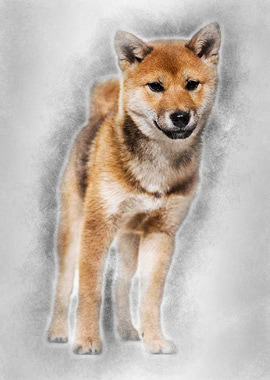 Shiba Inu dog standing aga