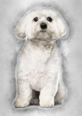 Maltese dog 2 years old si