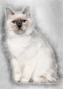 Portrait of Birman cat 5 m