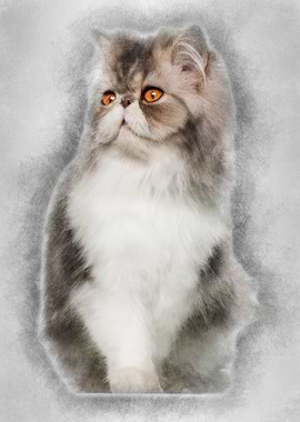 Persian cat 7 months old s