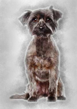 Yorkshire Terrier 2 years