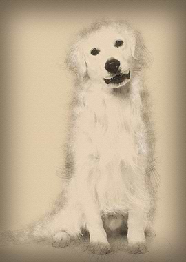 Golden retriever sitting a