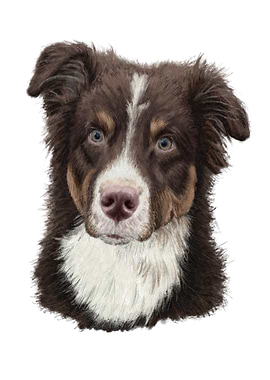 Australian shepherd dog