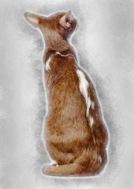 Rear view of an Oriental S