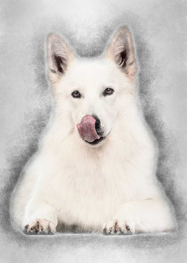 Swiss Shepherd dog 5 years