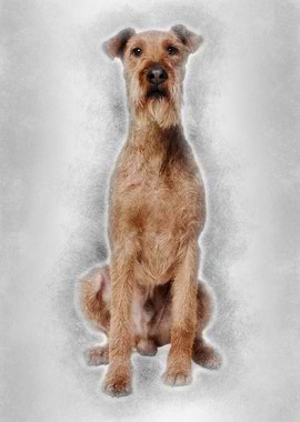 Irish Yerrier dog 3 years