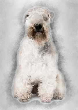 SoftCoated Wheaten Terrier