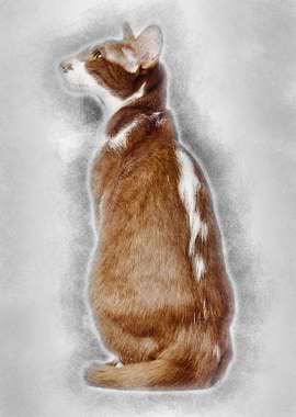 Rear view of an Oriental S