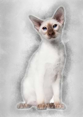 Siamese kitten 5 months ol