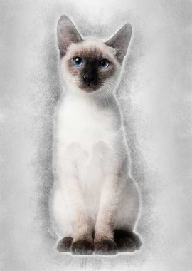 Thai kitten 5 months old s