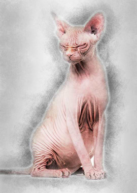 Sphynx 4 years old against