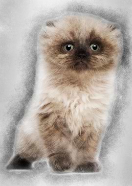 Portrait of Highland fold