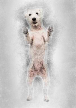 Parson Russell Terrier sta