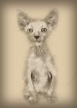 Kitten Lykoi cat 7 weeks o