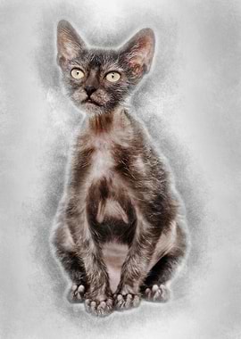 Kitten Lykoi cat 3 months