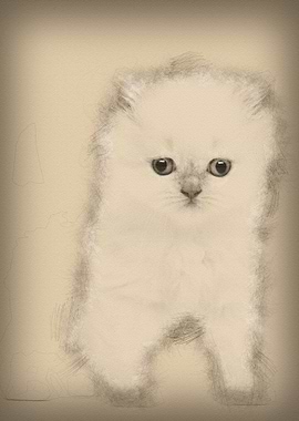 British Longhair Kitten 5