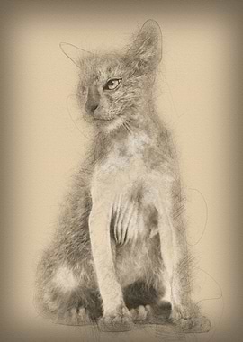 Kitten Lykoi cat 3 months