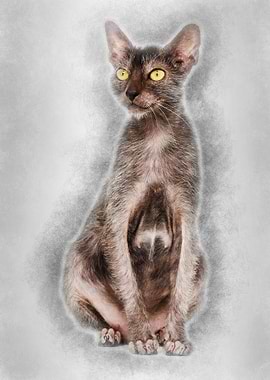 Lykoi cat also called the