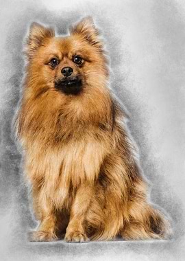 Keeshond dog sitting again