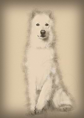 Swiss Shepherd dog 3 years