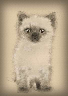 Portrait of British Shorth