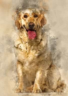 Labrador Retriever dog 1 y