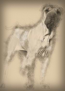 Shar Pei puppy 6 months ol